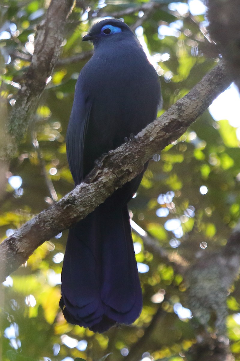 Blue Coua - ML634897295