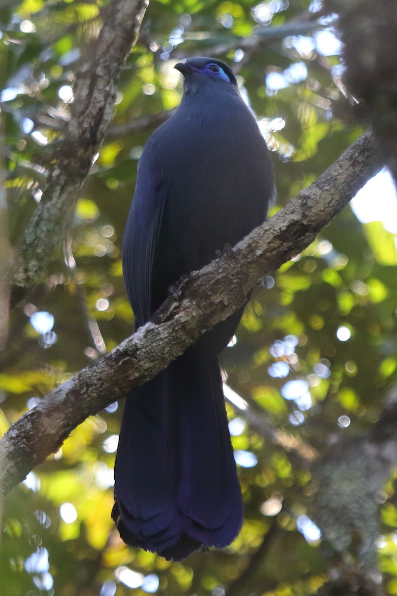 Blue Coua - ML634897302