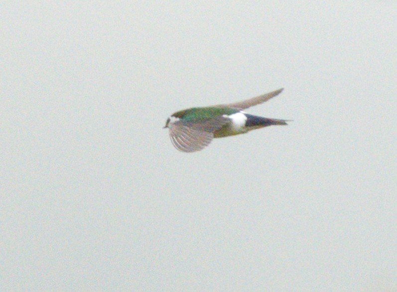 Hirondelle à face blanche - ML634897326