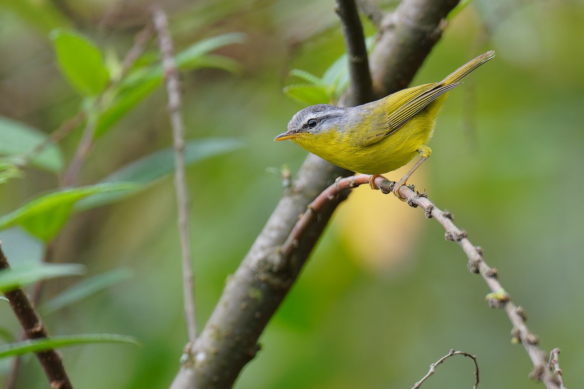 Gray-hooded Warbler - ML634897437