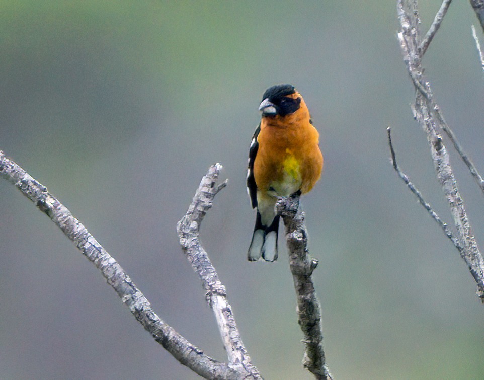 Cardinal à tête noire - ML634897440