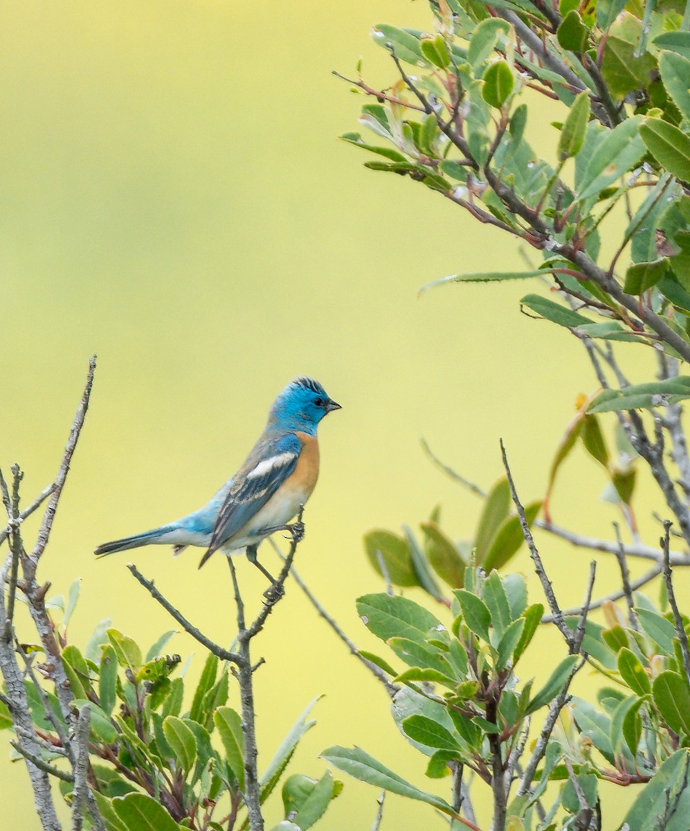 Passerin azuré - ML634897457