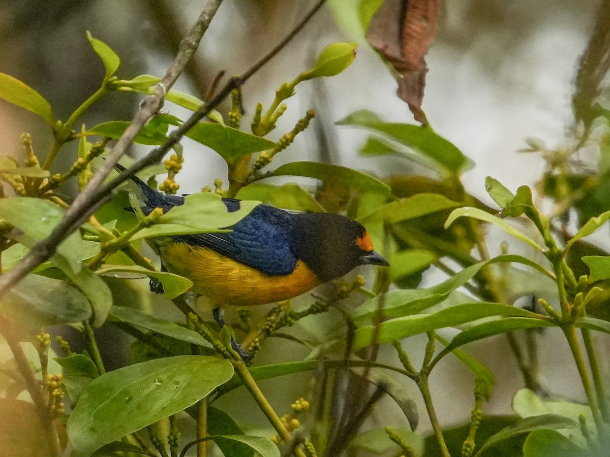 Eufonia Culiblanca - ML634897463