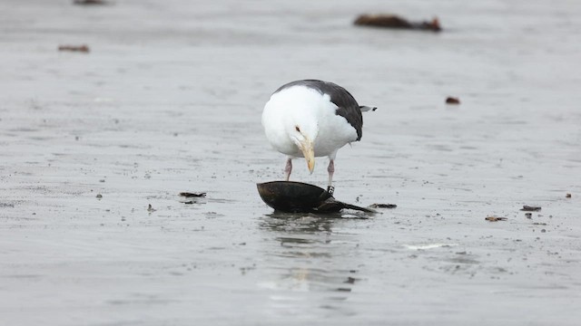 Great Black-backed Gull - ML634897492
