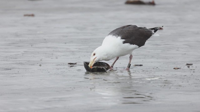 Great Black-backed Gull - ML634897567