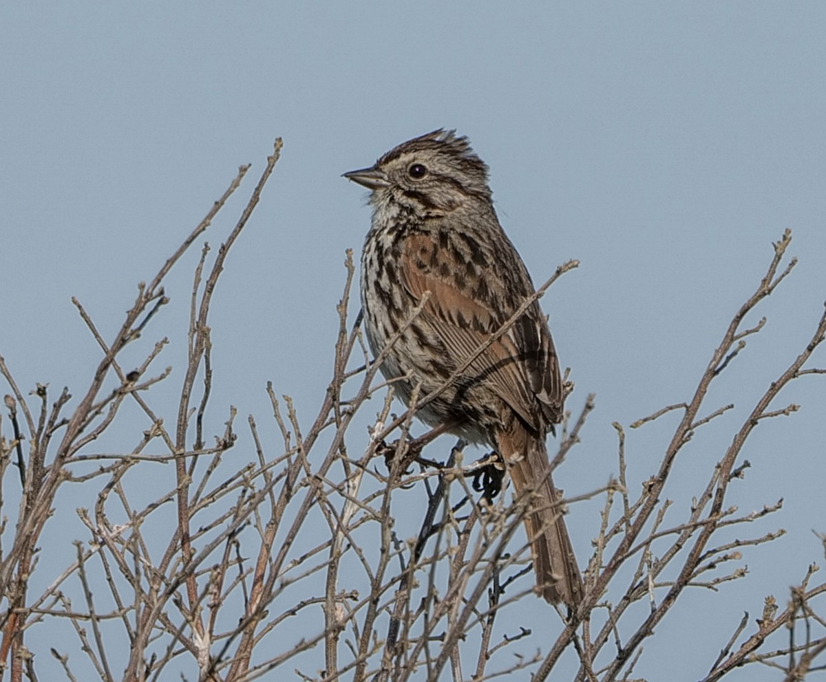 Song Sparrow - ML634897601