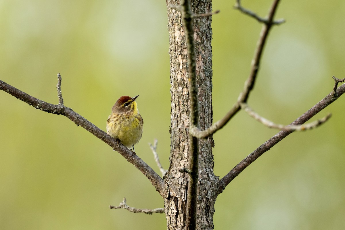 Palm Warbler - Bill Massaro