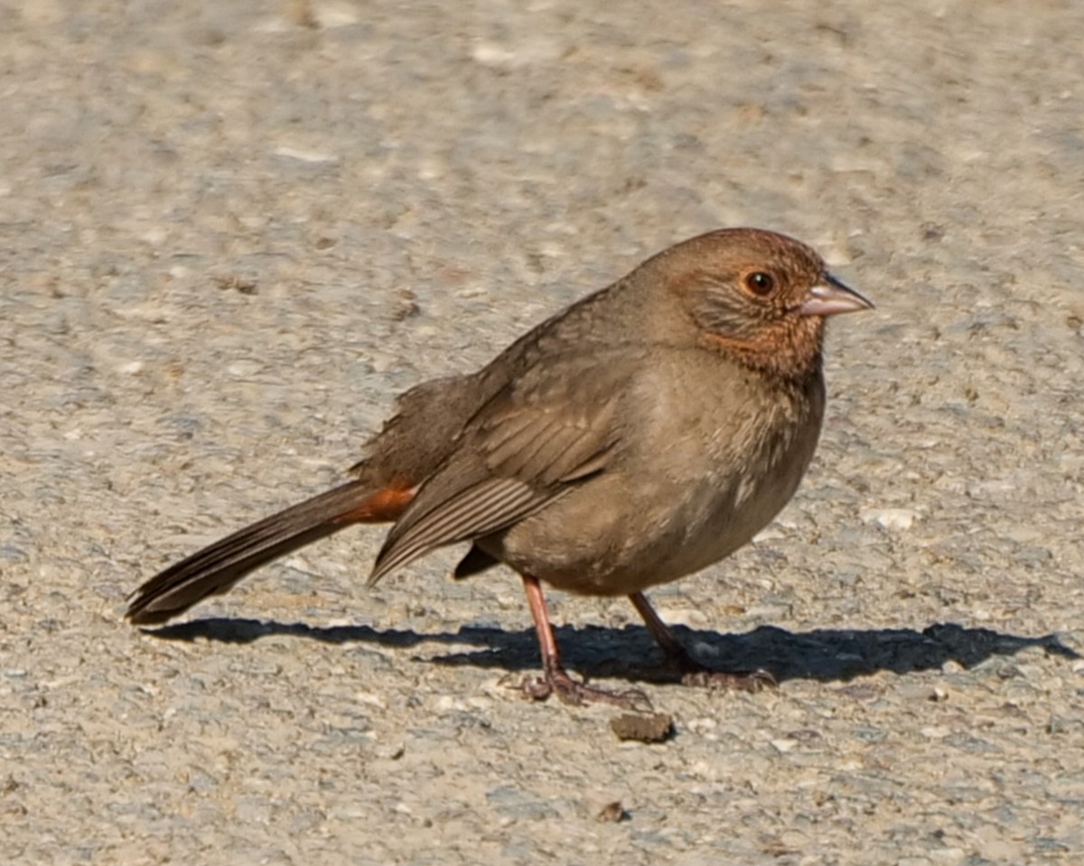 California Towhee - ML634897612