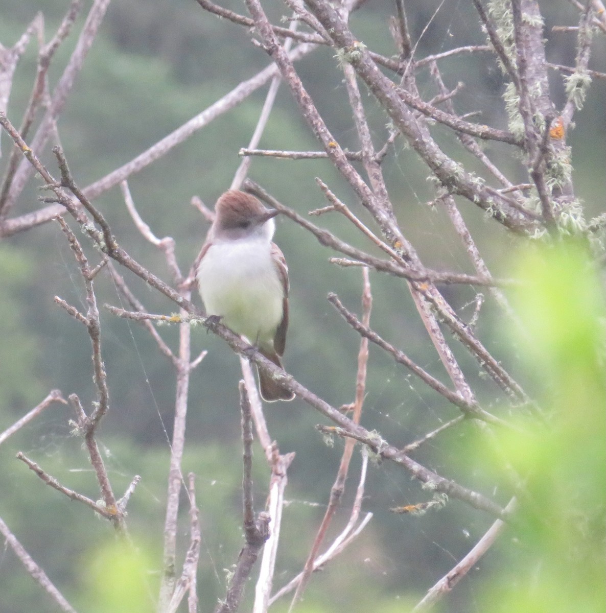 Ash-throated Flycatcher - ML634897812