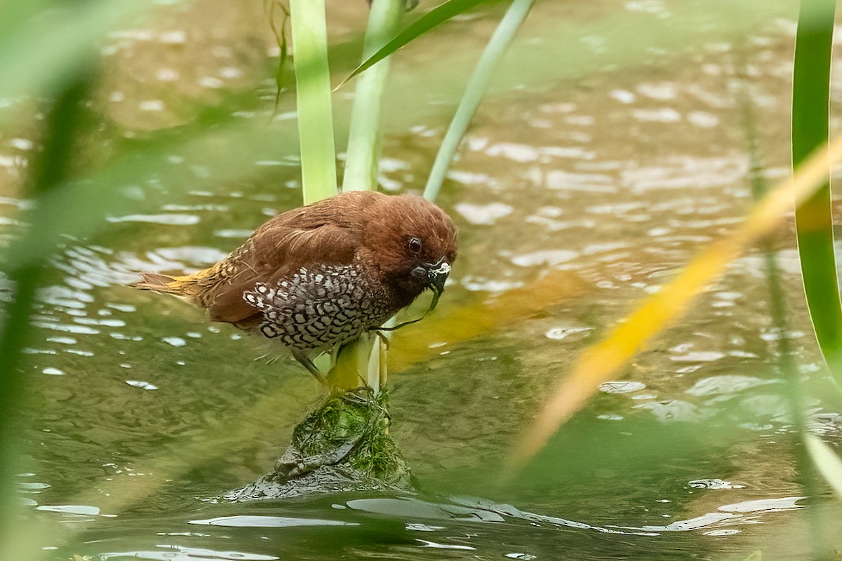 Scaly-breasted Munia - ML634897889