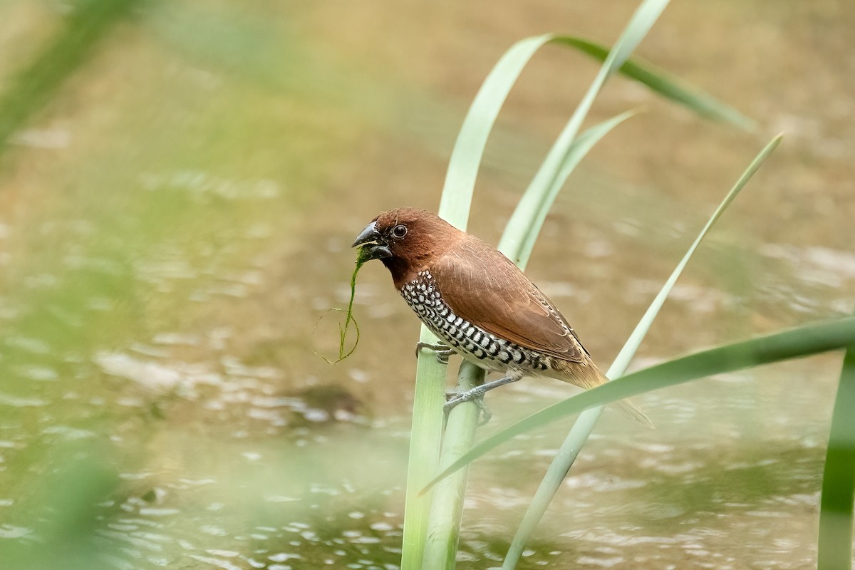 Scaly-breasted Munia - ML634897890