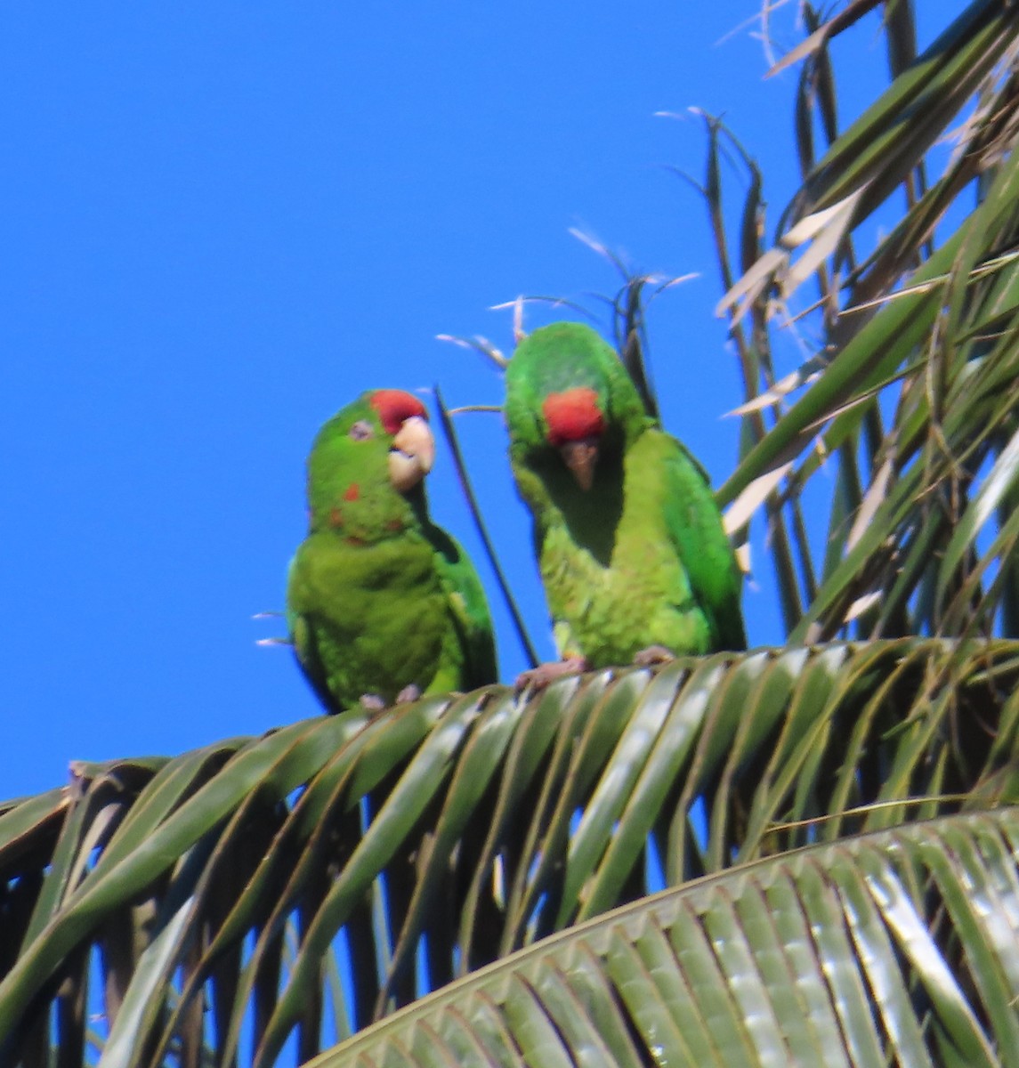 Scarlet-fronted Parakeet - ML634897903