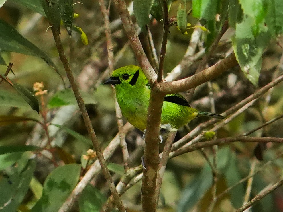 Emerald Tanager - ML634897906