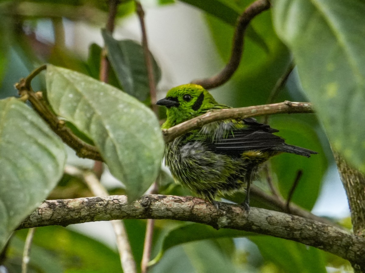 Emerald Tanager - ML634897907