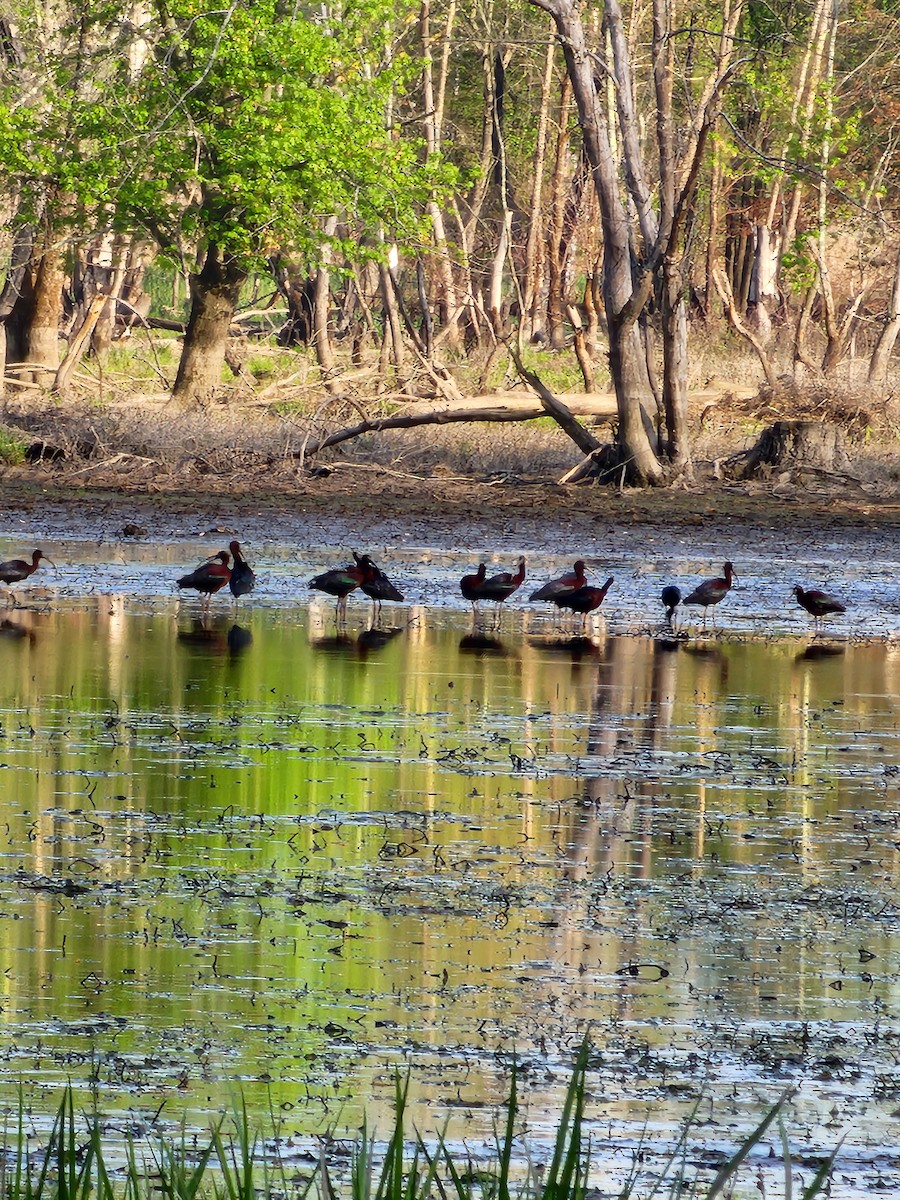 Glossy Ibis - ML634897922