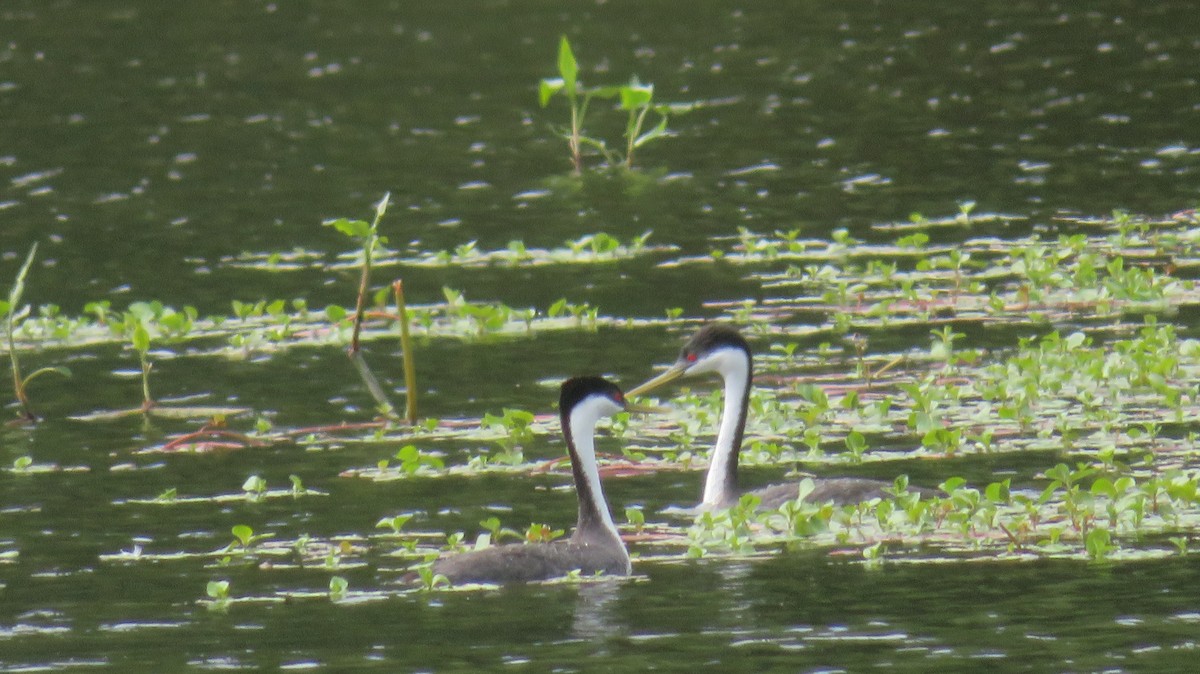 Western Grebe - ML634897932