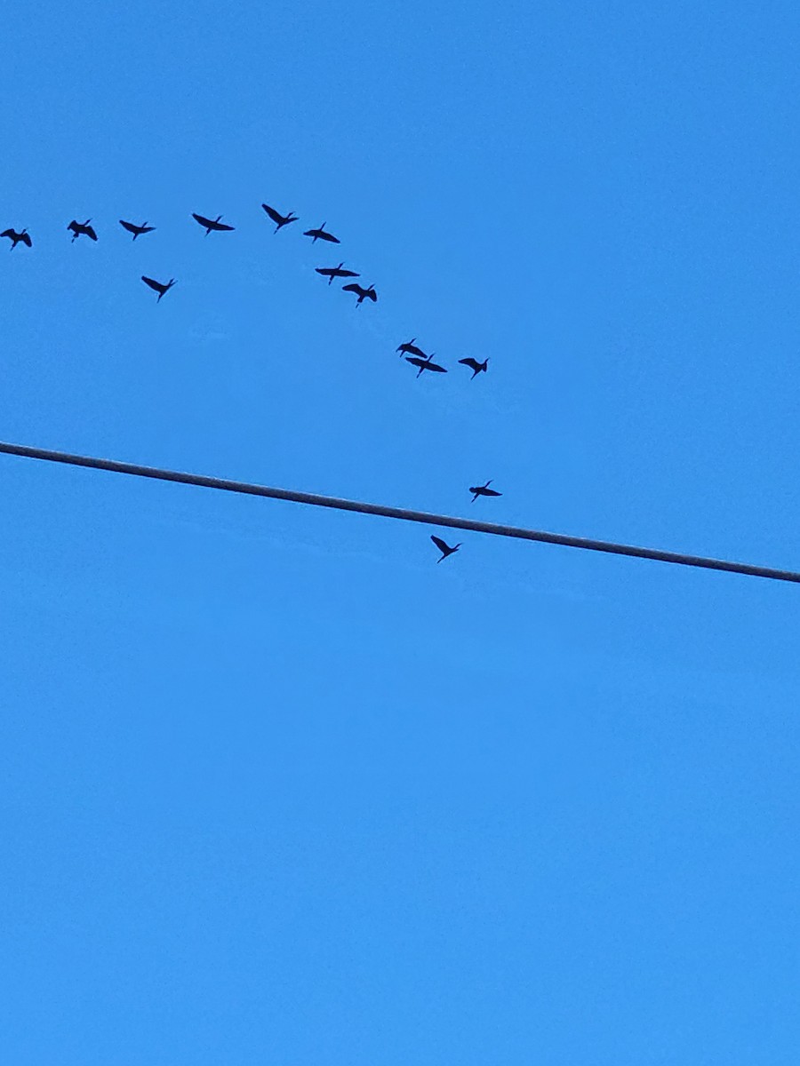 Glossy Ibis - ML634897936