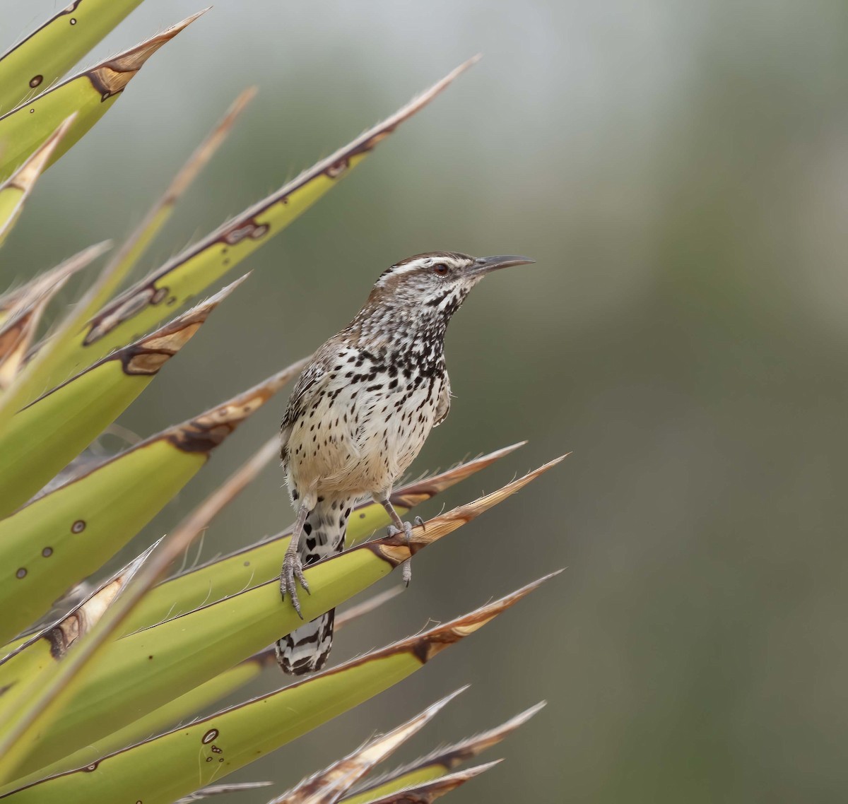 Cactus Wren - ML634898251