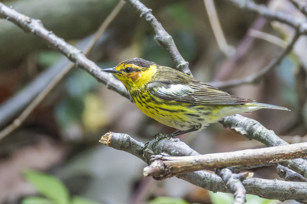 Cape May Warbler - ML634898463