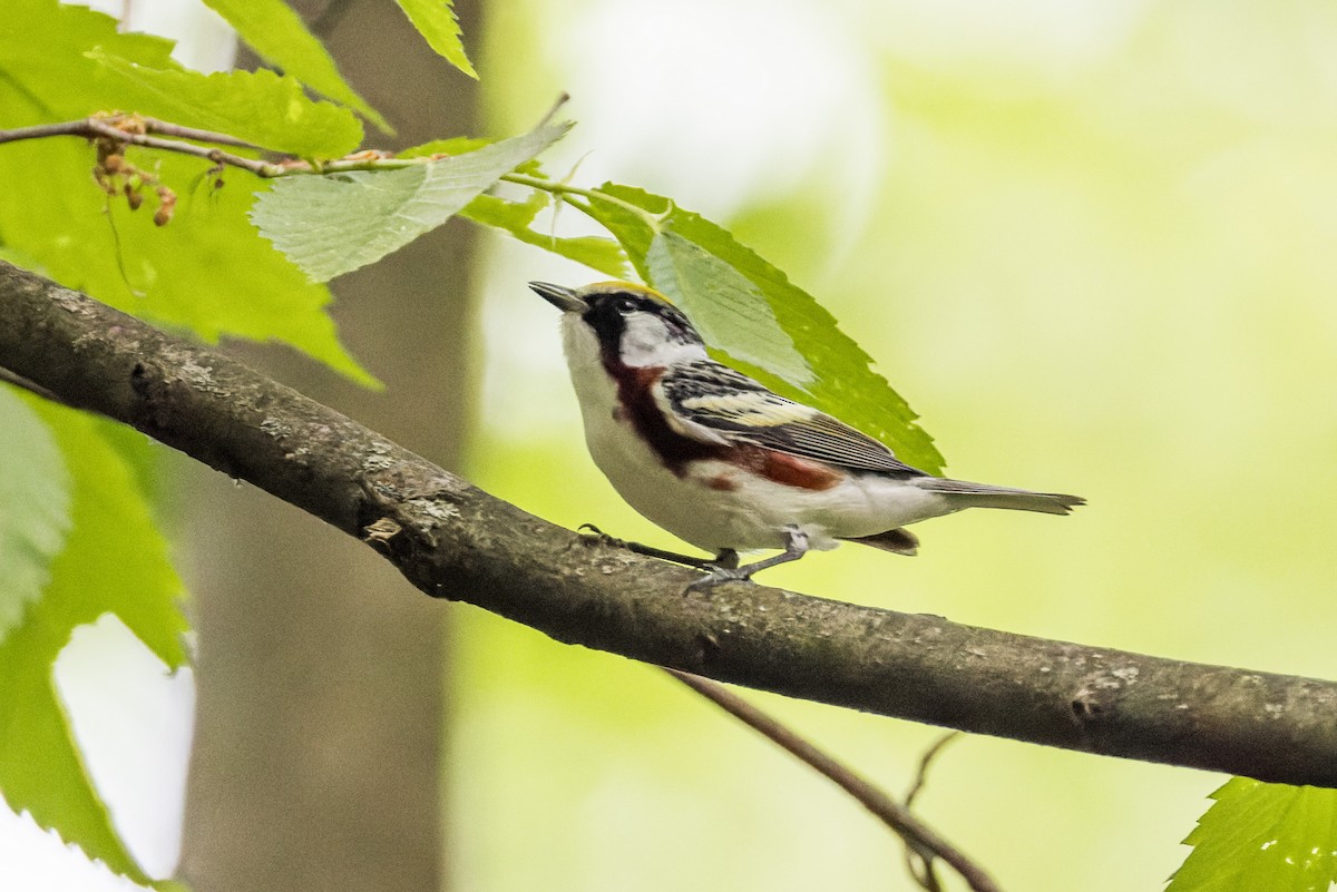 Chestnut-sided Warbler - ML634898521