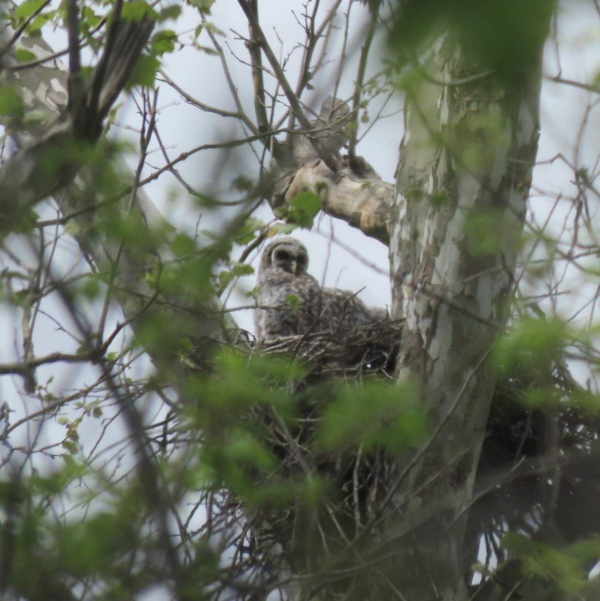 Barred Owl - ML634898575