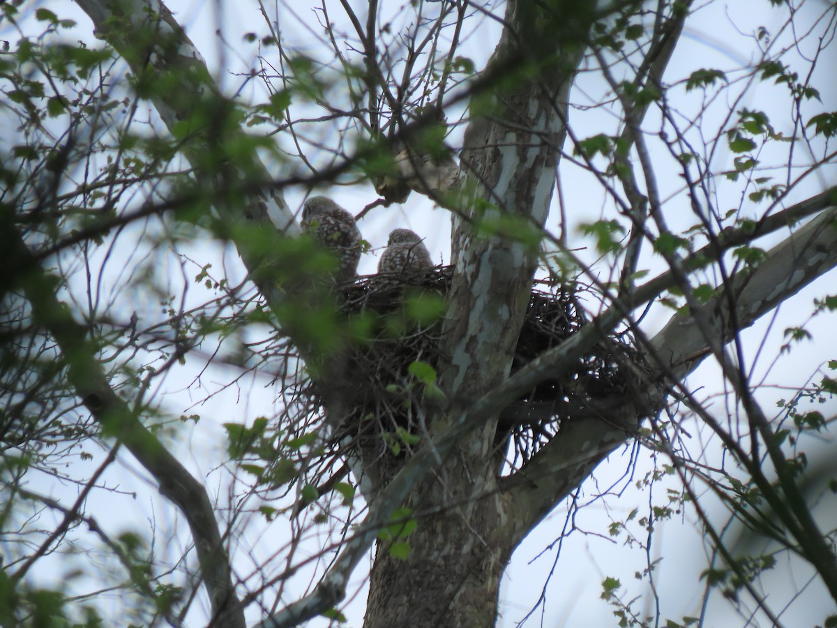 Barred Owl - ML634898577