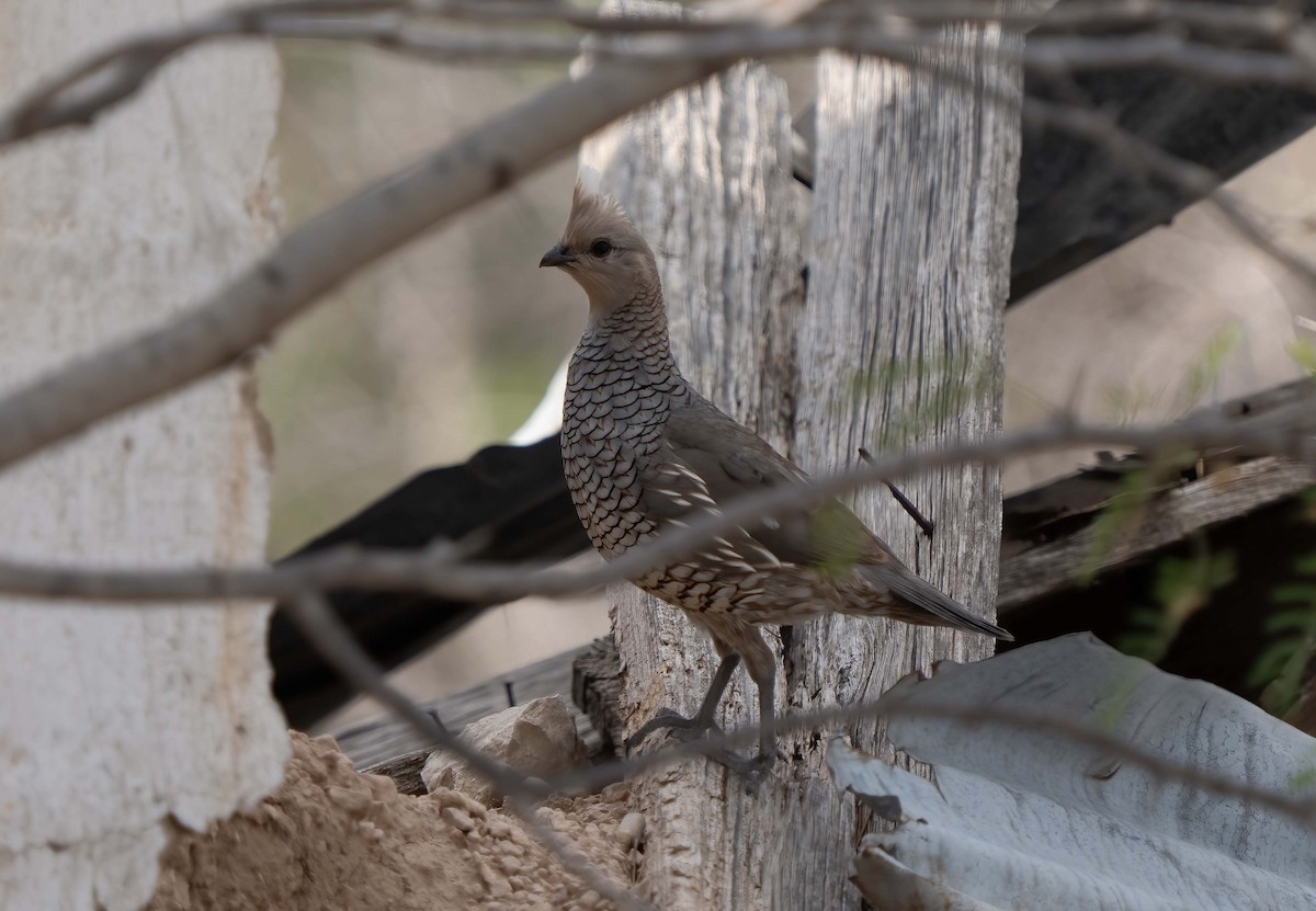 Scaled Quail - ML634898617