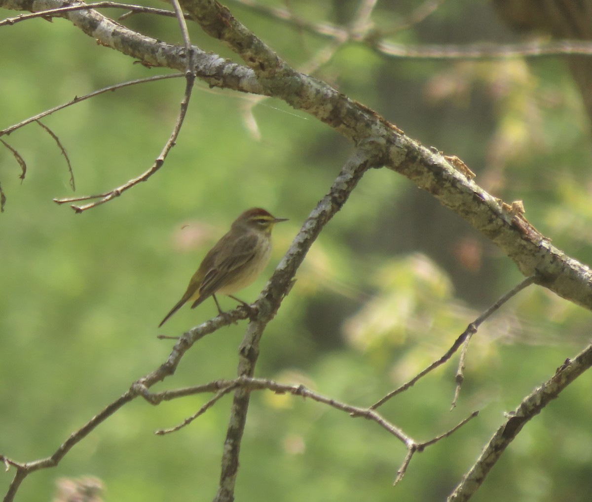 Palm Warbler - ML634898682