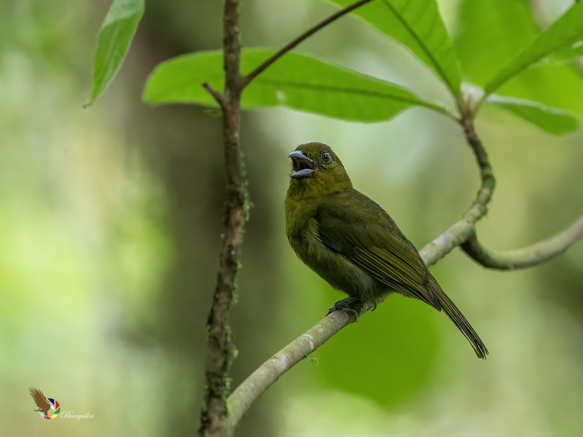 Carmiol's Tanager - ML634898998
