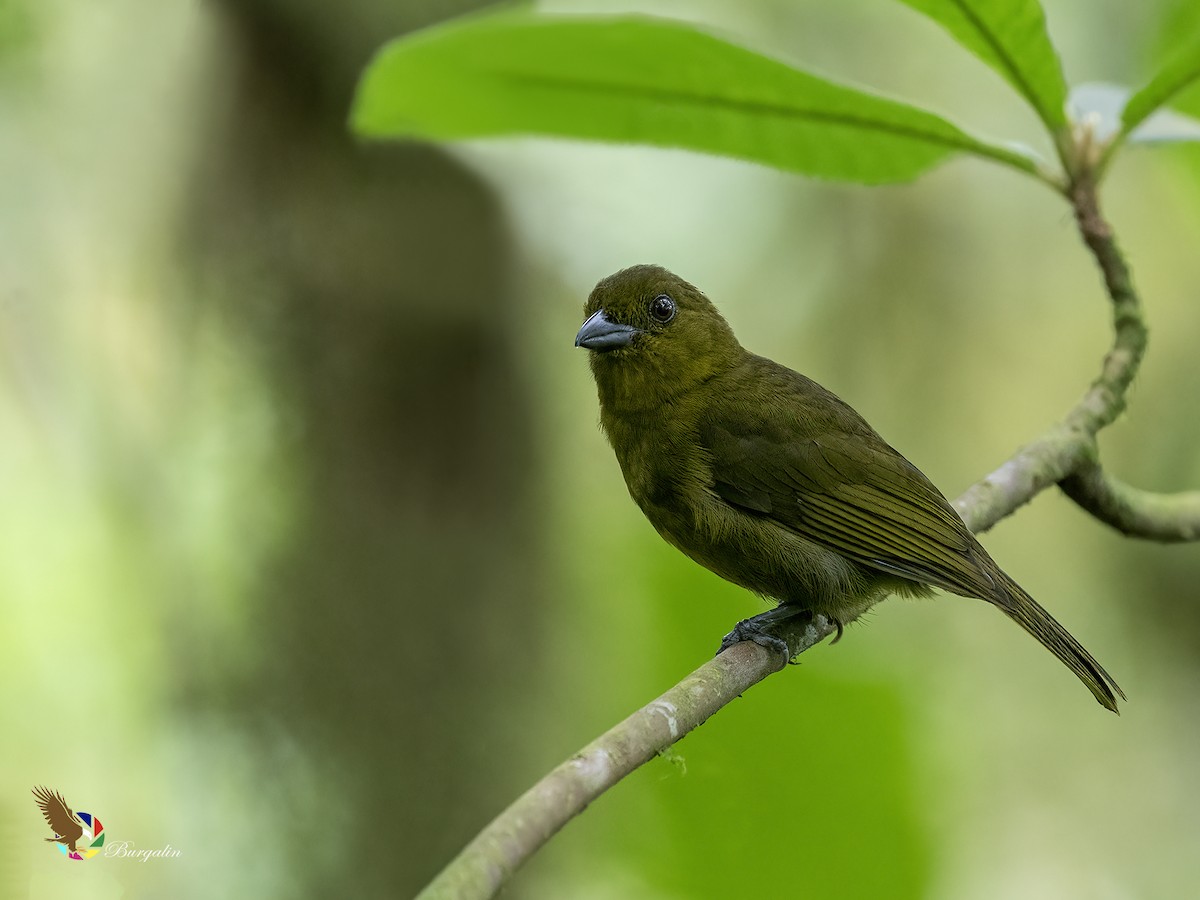 Carmiol's Tanager - ML634898999