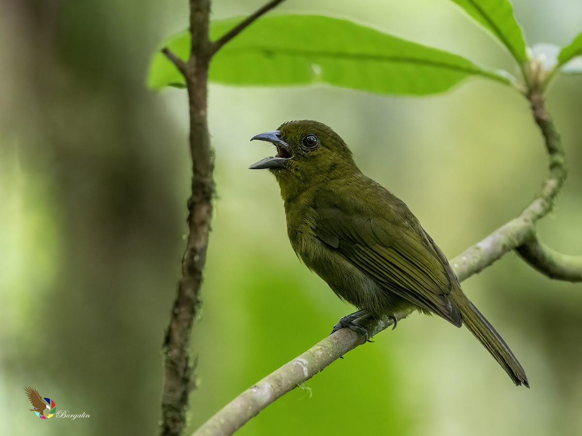 Carmiol's Tanager - ML634899000