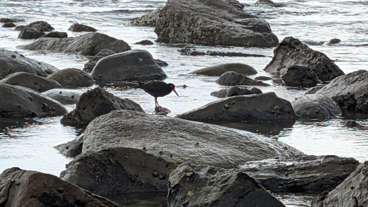 Sooty Oystercatcher - ML634899023