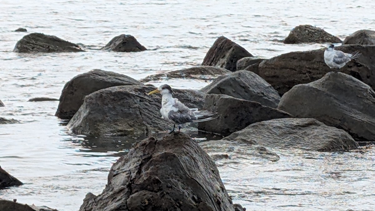 Great Crested Tern - ML634899039