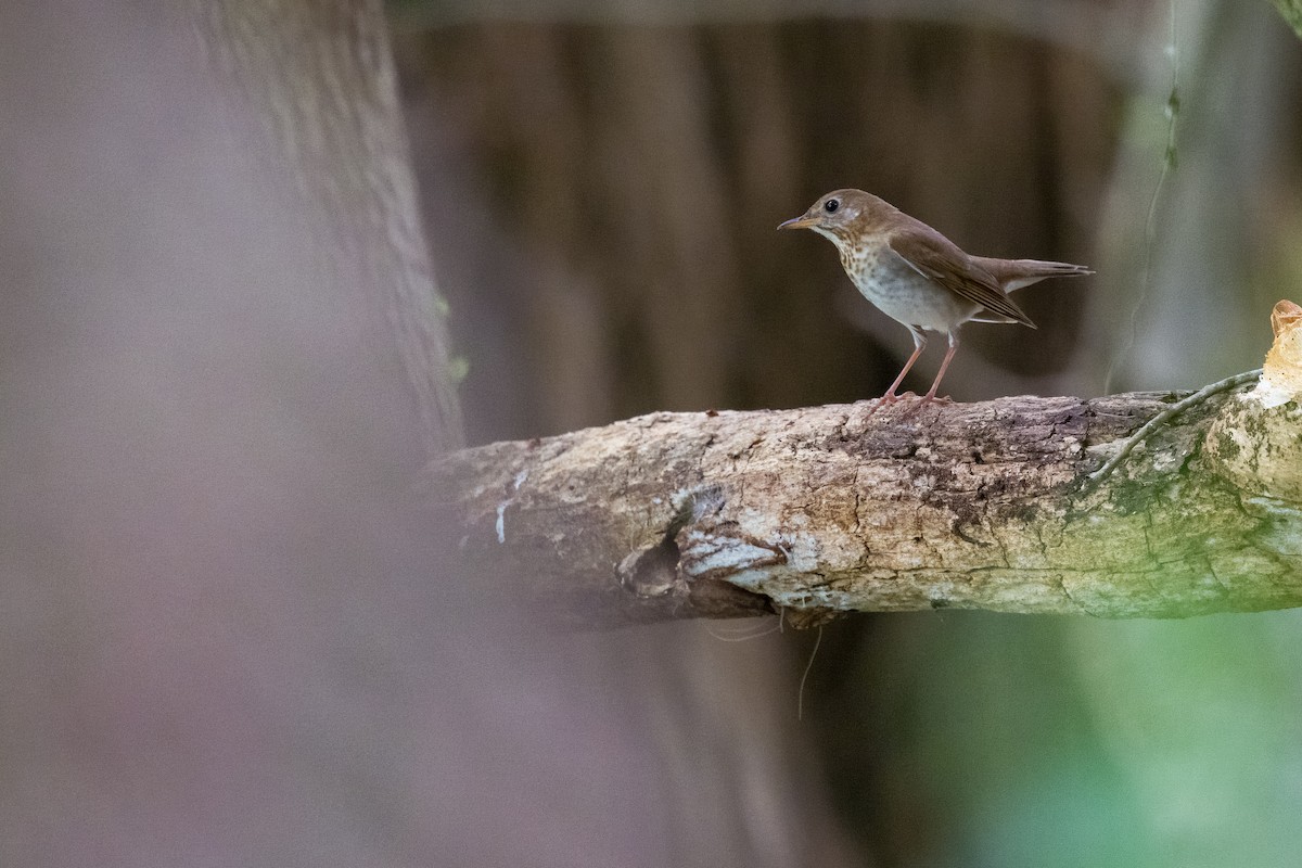 Veery - ML634899086