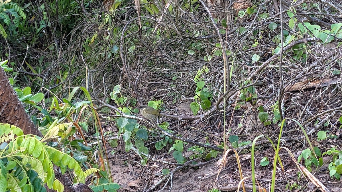 Lewin's Honeyeater - ML634899095