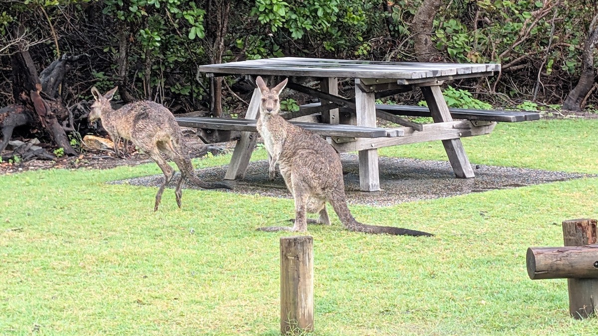 Animals - ML634899128