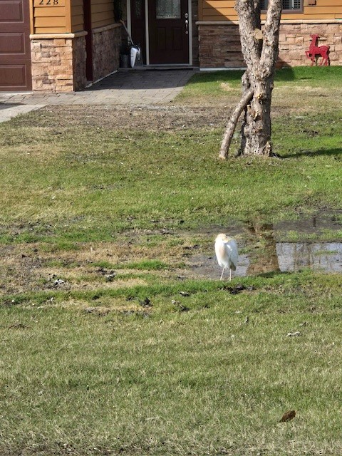 Western Cattle-Egret - ML634899203