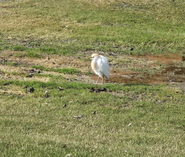Western Cattle-Egret - ML634899204