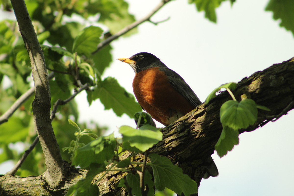 Zozo papargorria - ML634899296