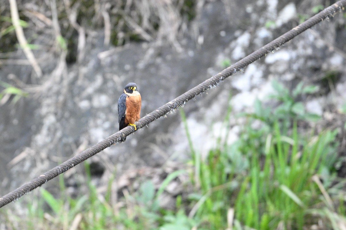Malaienbaumfalke - ML634899396
