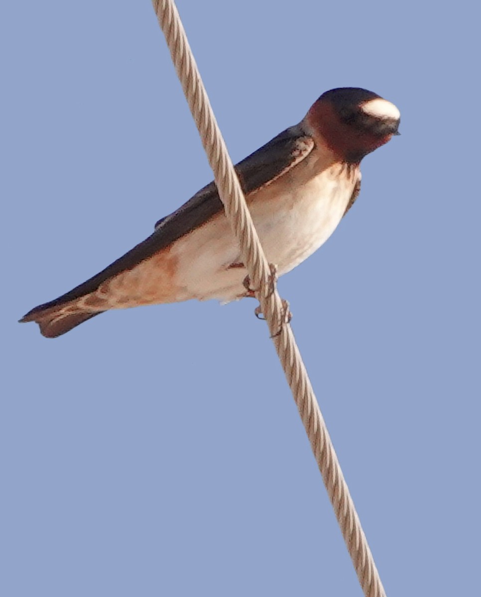 Cliff Swallow - ML634899819