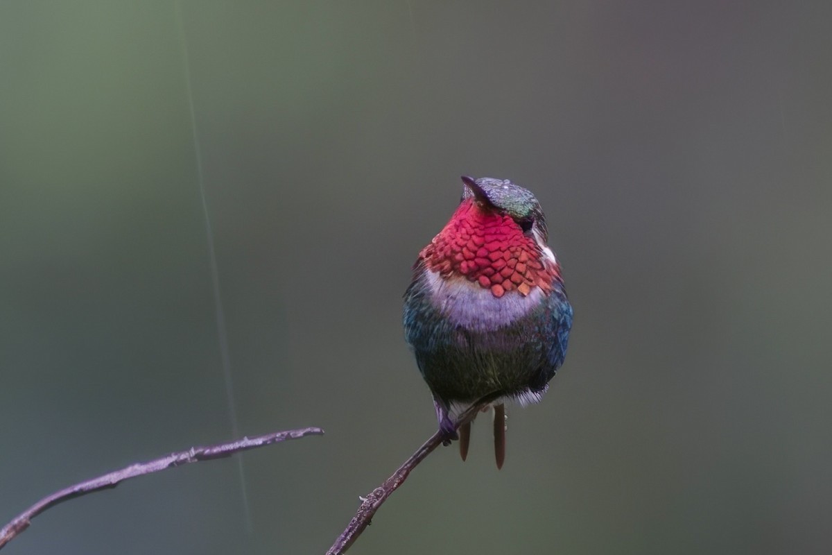 Colibri bourdon - ML634899821