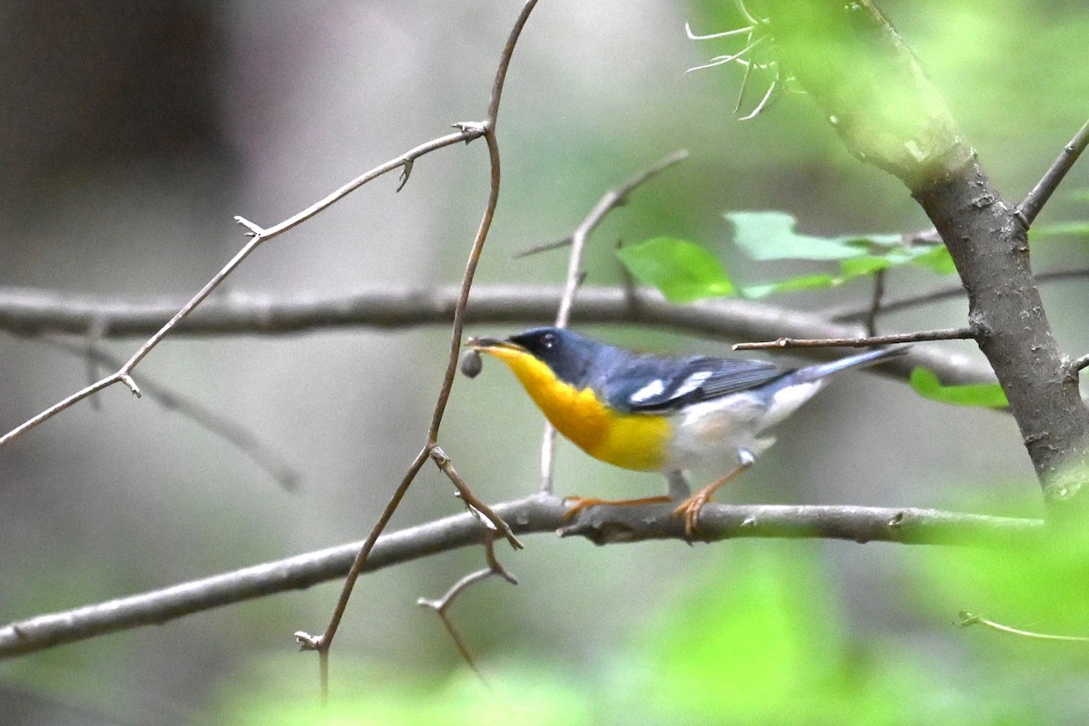 Tropical Parula - ML634899920