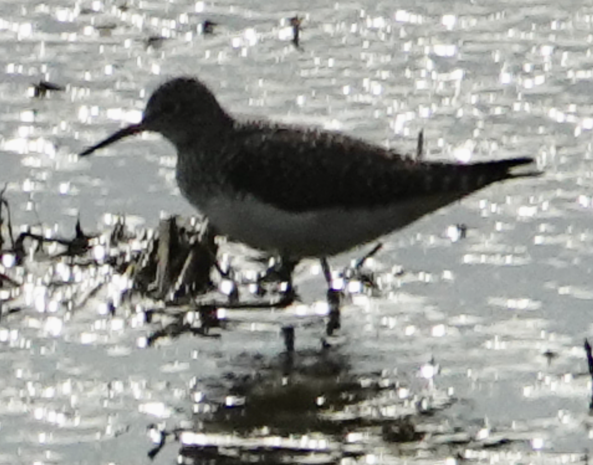 eremittsnipe - ML634900211