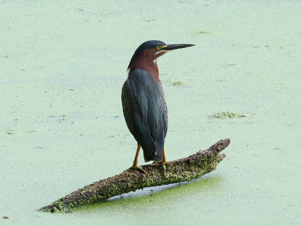 volavka zelenavá - ML634900212