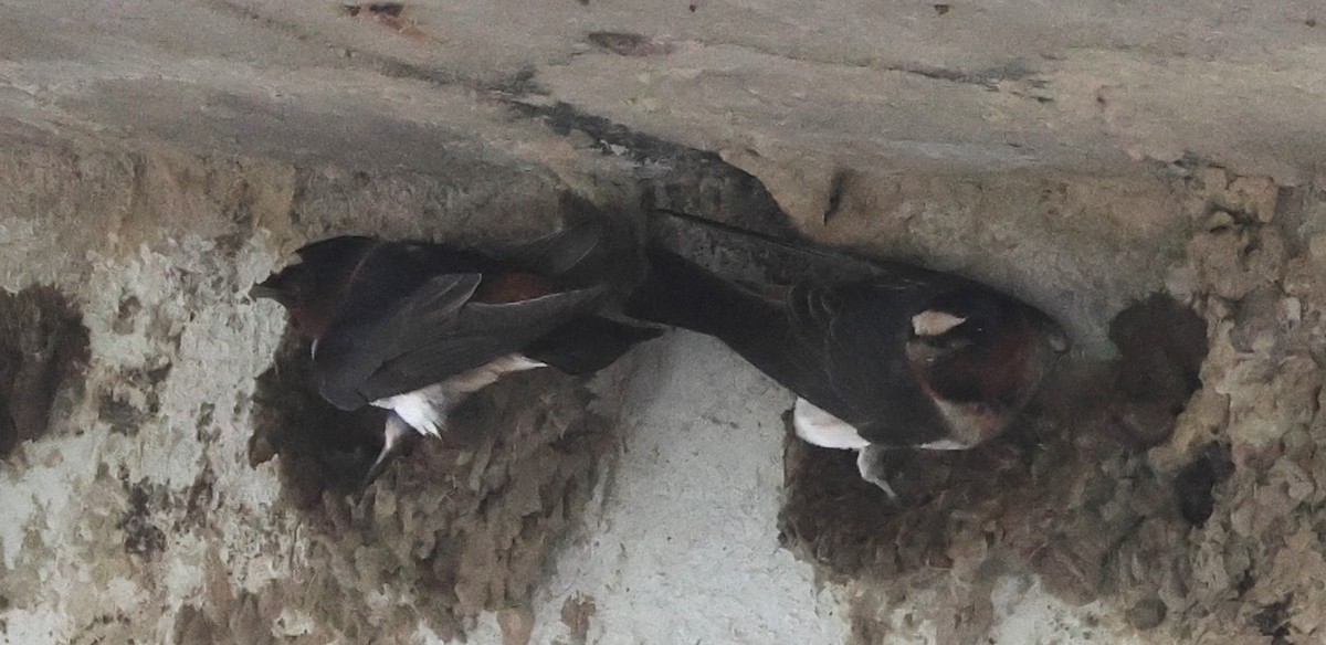 Cliff Swallow - ML634900290