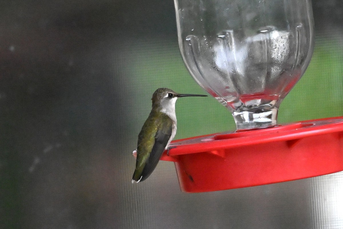 Black-chinned Hummingbird - ML634900379