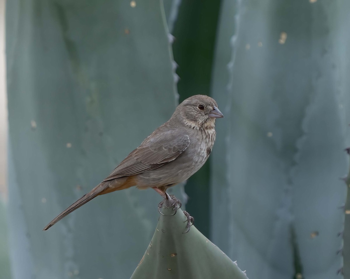 Canyon Towhee - ML634900397