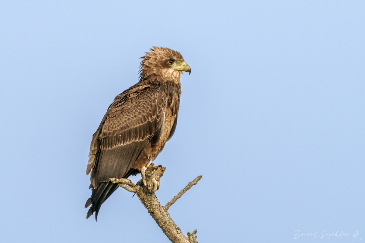 Tawny Eagle - ML634900636