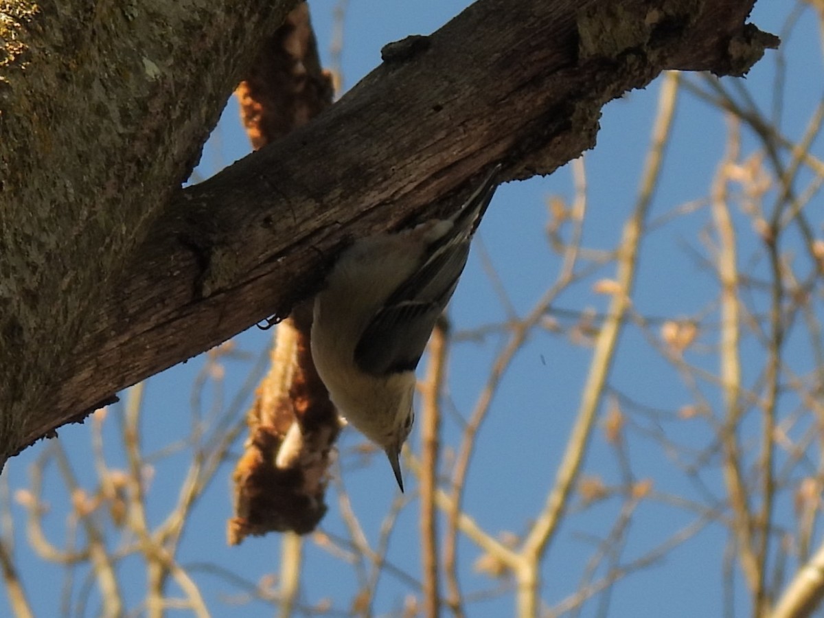 White-breasted Nuthatch - ML634900640